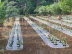 Akibat Banjir di Pergam, Pengurus Poktan Keluarga Perlu Jalin Komunukasi PT SRL