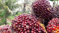 Harga TBS Kelapa Sawit Mitra Swadaya Capai Rp3.842 per Kilogram