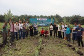 PT BGR Dorong Ekonomi Hijau: Kembangkan Budidaya Nanas di Lahan Gambut