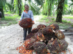 Lima Pernyataan Sikap Petani Sawit Milenial Tentang NGO Sawit