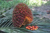 El Nino Dan Badai Tekanan Sawit 2027 Ancam Petani
