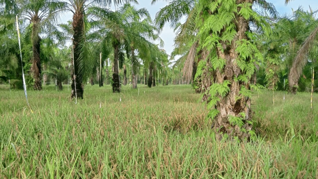 SIPAWIT UNTUK KETAHANAN PANGAN DAN ENERGI