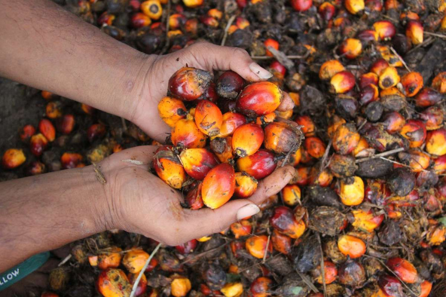 Menggairahkan, Harga CPO di Riau Naik
