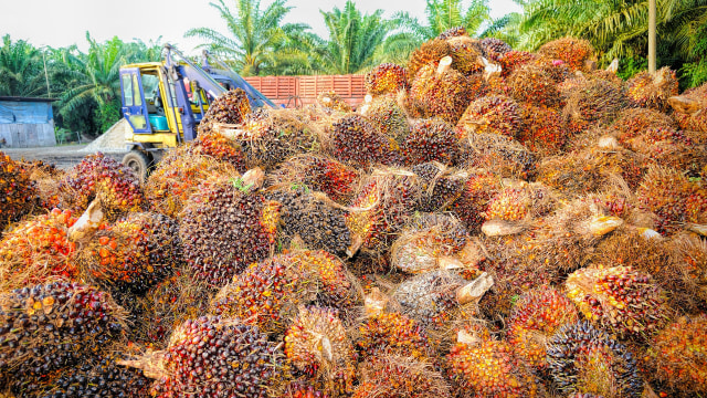 Tindakan Balasan Indonesia Atas Sawit Dianggap Melanggar Aturan WTO