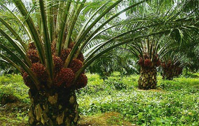 Apa Kabarnya Pelepasan Kawasan Hutan 405 Ribu Ha Sawit Rakyat Riau?