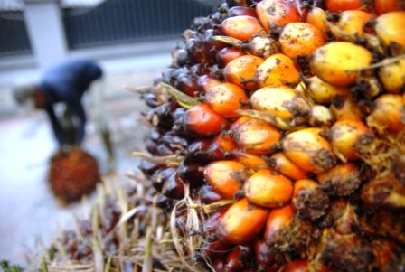 China Bakal Berlakukan Tarif Kedelai AS, Harga CPO Sedikit Terkoreksi 