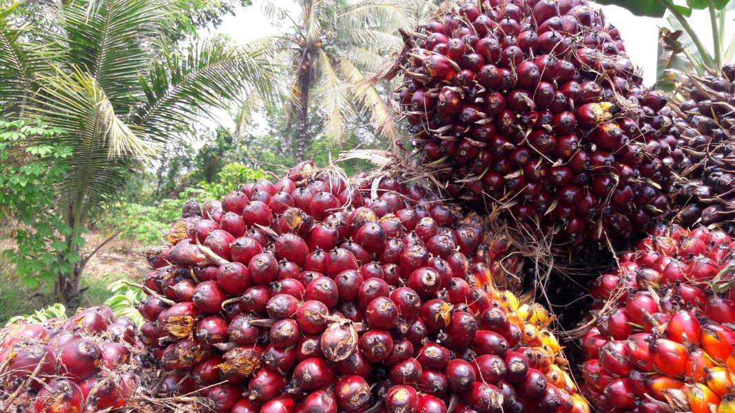 Harga TBS Kelapa Sawit Mitra Swadaya Capai Rp3.842 per Kilogram