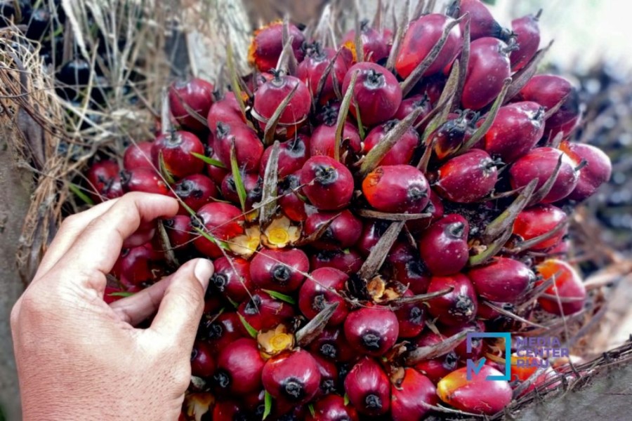 Kelapa Sawit Mitra Plasma Minggu Ini Dihargai Rp3.616 per Kg