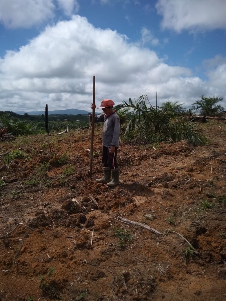 Oknum PT CSS kembali Rusak Kebun Masyarakat 