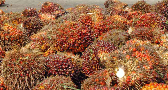 Pemerintah Indonesia Resmi Gugat Uni Eropa di WTO