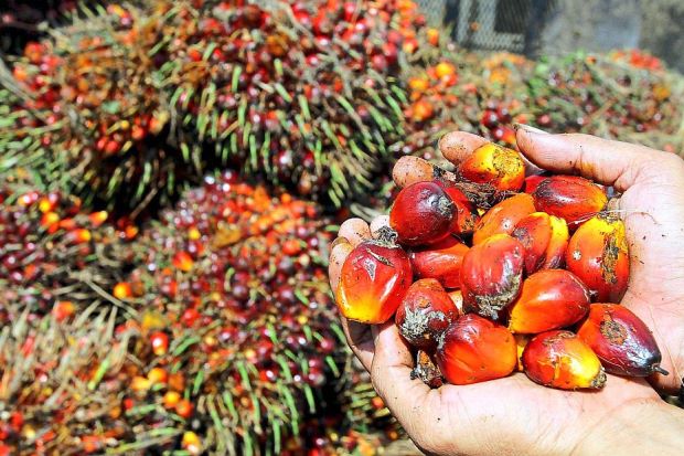 10 Negara Penghasil Minyak  Sawit Terbesar di Dunia 
