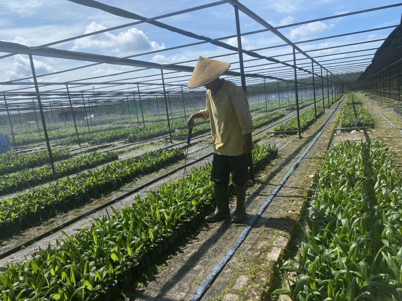 Astra Agro Lakukan Proses Replanting Hingga 30 persen