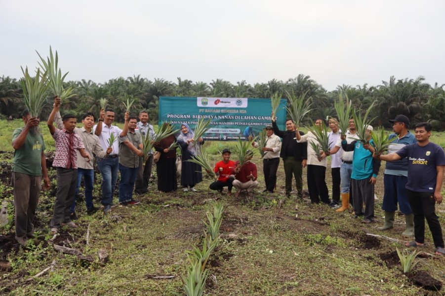 PT BGR Dorong Ekonomi Hijau: Kembangkan Budidaya Nanas di Lahan Gambut