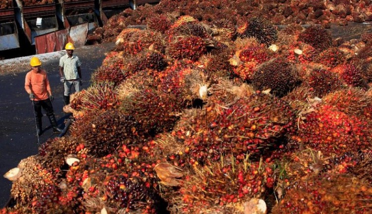 Harga CPO Jambi Naik Tipis, Hanya Rp6/Kg