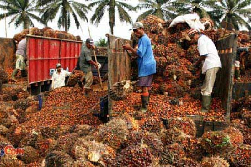 Gawat, Pasar CPO Indonesia di UE Bisa Direbut Malaysia