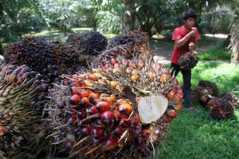 Harga Dua Komoditas Unggulan Indonesia Tergelincir 