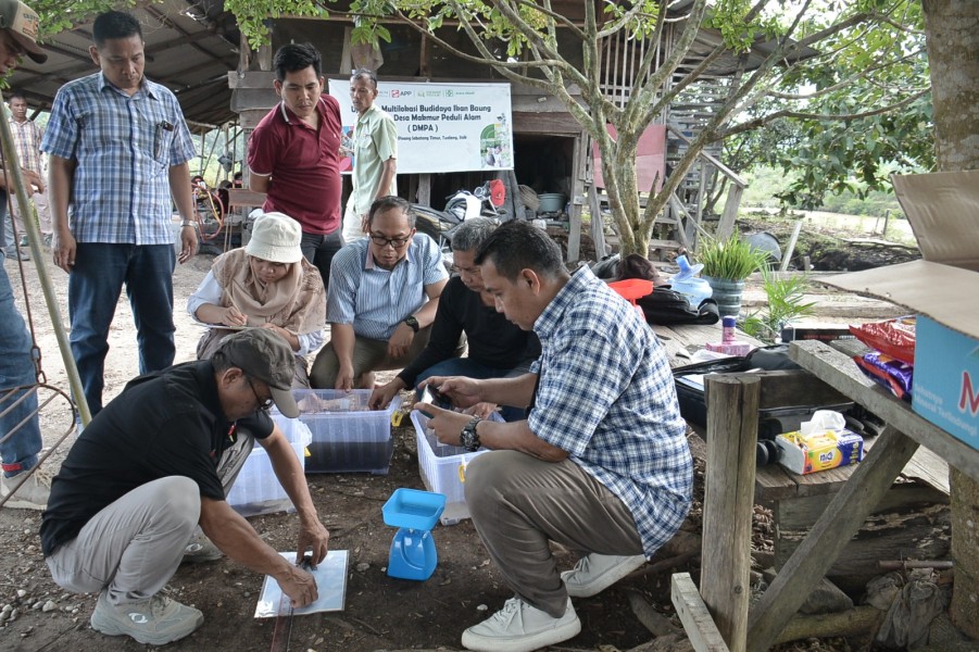 PT AA Mitigasi dan Tingkatkan Ekonomi Masyarakat dengan Beternak Baung