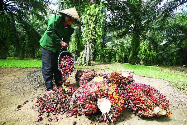 Uni Eropa Dorong Petani Lebih Banyak Dilbatkan dalam Skema ISPO 