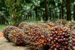 Harga Kedelai Naik, Harga CPO Ikutan Naik 