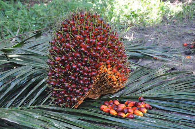 El Nino Dan Badai Tekanan Sawit 2027 Ancam Petani