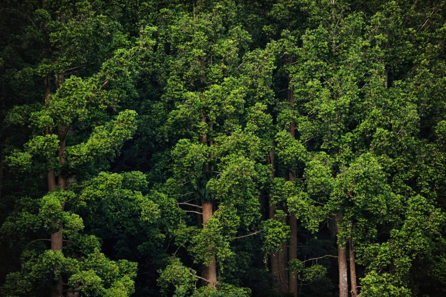 Pemerintah Akan Bagikan 310.000 Ha Lahan Hutan Untuk Masyarakat