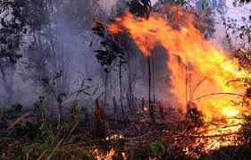 Awal Tahun, 15 Hektare Lahan Terbakar di Rohil 