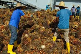 Tertinggi dalam 2 Pekan ini, Harga Minyak Sawit Melonjak 38 Ringgit Malaysia