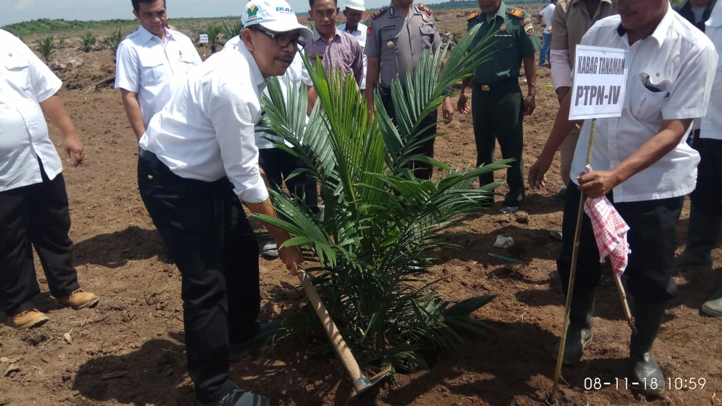 PTPN4  Dolok Ilir Targetkan 15 Ton Per Hektare