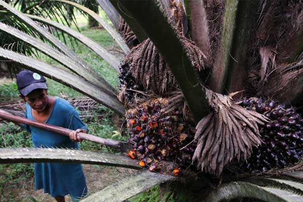Togar: Soal RED II Indonesia Sudah Sampaikan Keberatan
